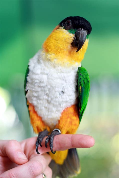 photo green black white yellow  teal parrot animal animal