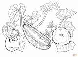 Zucchini Drawing Coloring Getdrawings Pages sketch template