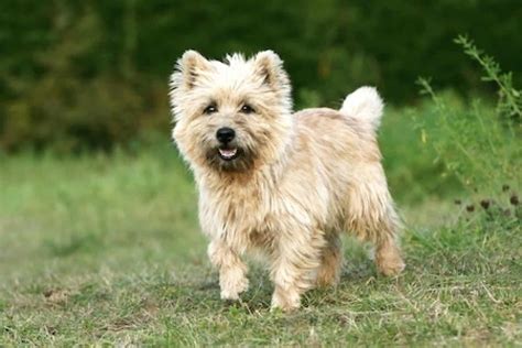 cairn terrier ultimate guide health personality