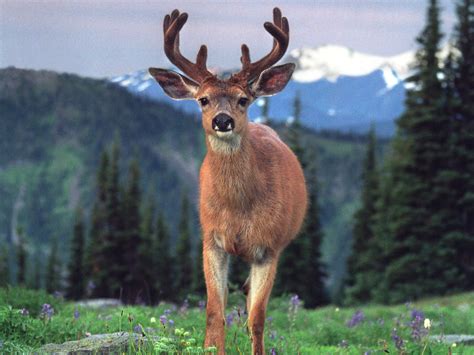 picturespool deer pictures wildlife animals