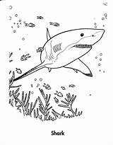 Shark Realistic sketch template