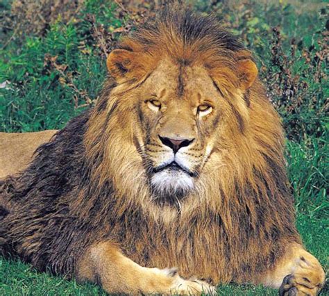 Get African Lion Safari Tickets At 15 Off From Caa Store