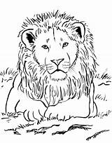 Coloring Lions Detroit Pages Lion Getdrawings sketch template