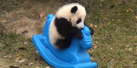 heres  baby panda riding  pony   baby panda