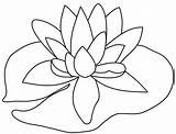 Lily Coloring Water Pages Getcolorings Pad sketch template