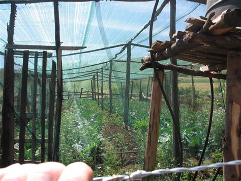 farmers helping farmers kenya  screenhouse kitchen gardens
