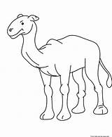 Camel Coloring Popular sketch template