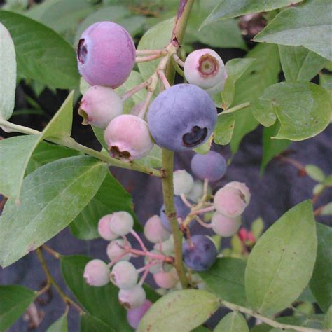 ochlockonee blueberry bush berries   deep blue color  isfirm    heavy