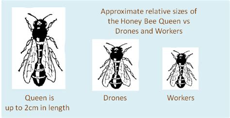 honey bee colonies