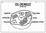 Cell Organelles Coloring Label Worksheet Worksheeto Via Diagram Animal sketch template