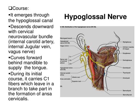 cranial nerves xi xii accessory nerve  hypoglossal nerve