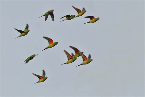 tracking swift parrots  save  habitat wildlife drones