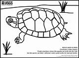 Eared Terrapin Reptiles Tortoises Sliders sketch template