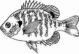 Fish Bluegill Coloring Printable Drawing Pages Animals Getdrawings Drawings sketch template