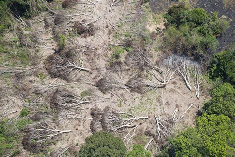 business  usual  resurgence  deforestation   brazilian amazon yale