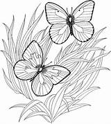 Coloring Pages Print Adult Butterfly Printable Adults Kids Sheets Book Butterflies Color Atozkidsstuff Fun Detailed sketch template