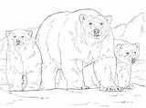 Cubs Oso Cub Orso Osos Polare Endangered Disegnare Stampare sketch template