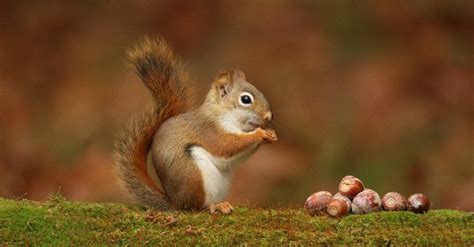 squirrels eat   animals