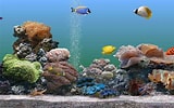 Image result for Vista Screensaver Fish Tank. Size: 160 x 100. Source: bdhelpcenter.blogspot.com