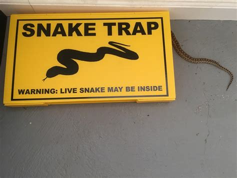 so happy my uninvited guest can t read 😅 sneks