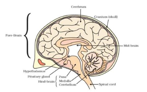 important diagrams  cbse class  science board exam