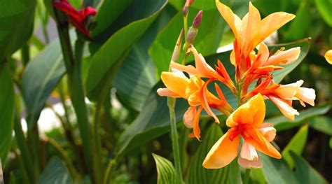 canna lily varieties   types  canna lilies