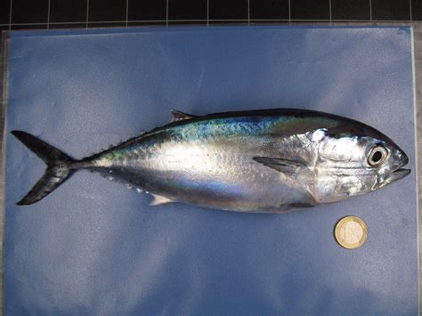 scientists  taming endangered atlantic bluefin tuna   sushi vice