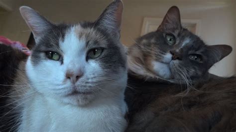 cute cat siblings cuddling together youtube
