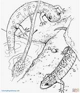 Salamander Newt Salamandra Repteis Colorear Disegno Anfibi Salamandras Anfibios Getcolorings Coloringbay Pintarcolorir Anfibio Getdrawings Print sketch template