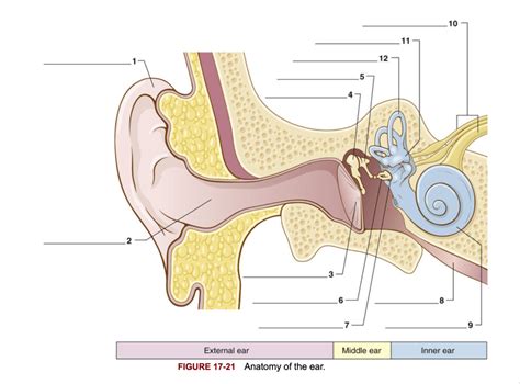 Label The Ear Anatomy Diagram