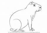 Capybara Capivara Drawingtutorials101 Downloadable Colorir Rainforest sketch template