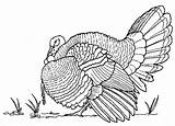 Turkey Coloring Pages Thanksgiving Realistic Drawing Wild Printable Bird Hunting Draw Animals Color Adults Adult Drawings Animal Head Sketches Fall sketch template