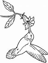 Coloring Hummingbird Pages Bird Flower Adult Embroidery Patterns Hummingbirds Drawing Humming Tree Colouring Birds Tattoo Print Coloring4free Template Para Printable sketch template