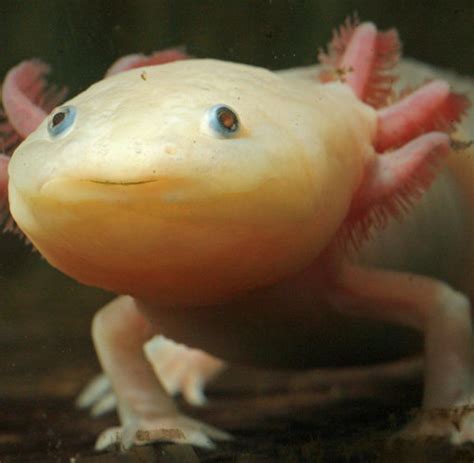 biologie mysterioeses massensterben der amphibien welt