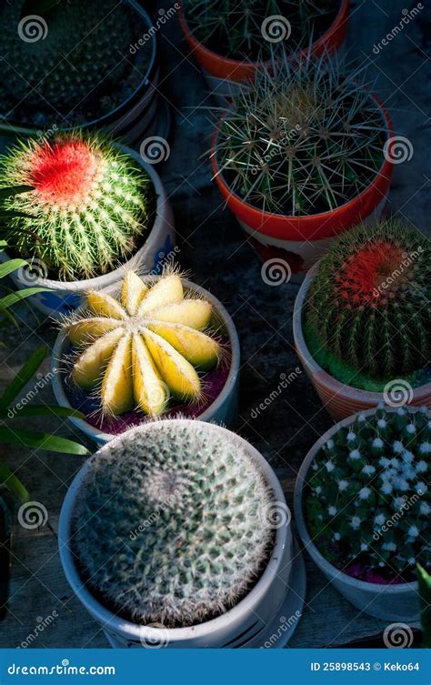 colorful cacti cactus plants stock image image  decoration