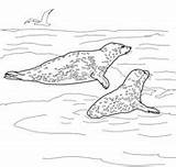 Coloring Leopard Seal Seals Printable Snow Pages Color Elephant Funny Two Version Click Online sketch template