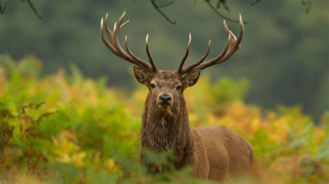 red deer rewilding britain