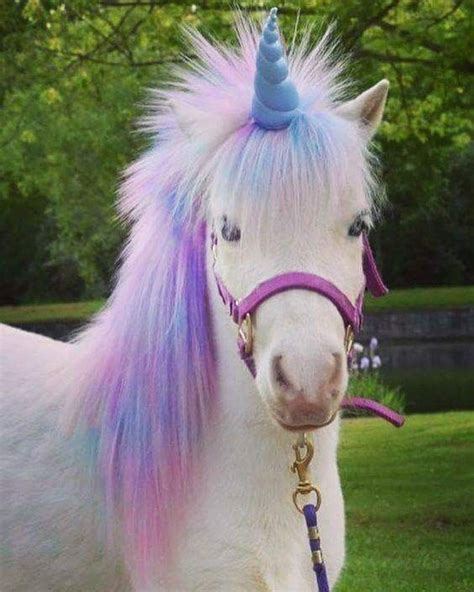 pin   ll   magic cute baby animals unicorn pictures cute animals