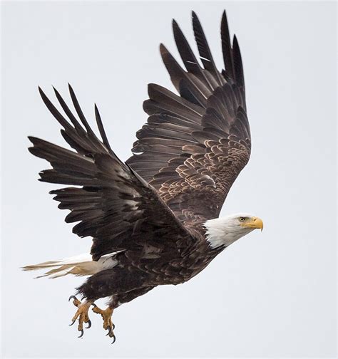 photography  tim rucci alaska bald eagle  flight