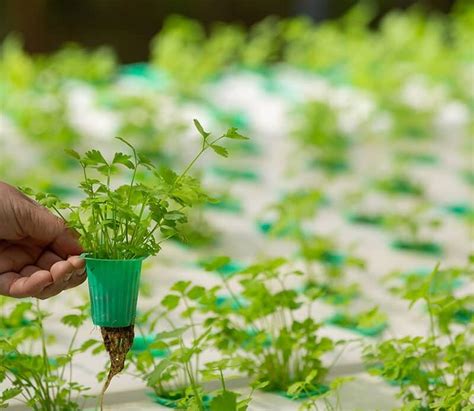 hydroponic herbs hydroponicfarmtips farming   future