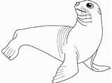 Focas Phoque Foca Coloriage Imprimir Dessin Coloriages Salvajes Dibujito sketch template