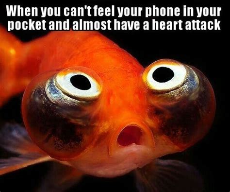 hilarious fish memes proving    funny   talking