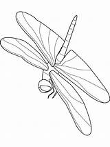 Libelle Insecten sketch template