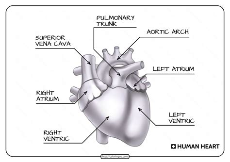 learning   human heart   printables  activities