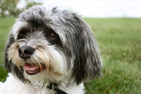 havanese dog breed information pictures
