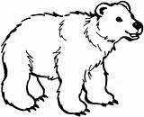 Bear Coloring Cute Little Pages Clip Polar Bears Printable Netart Medvěd Ledni Animals sketch template