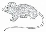 Coloring Rat Mandala Adult Mouse Pages Zentangle Mouses Little Coloringbay sketch template