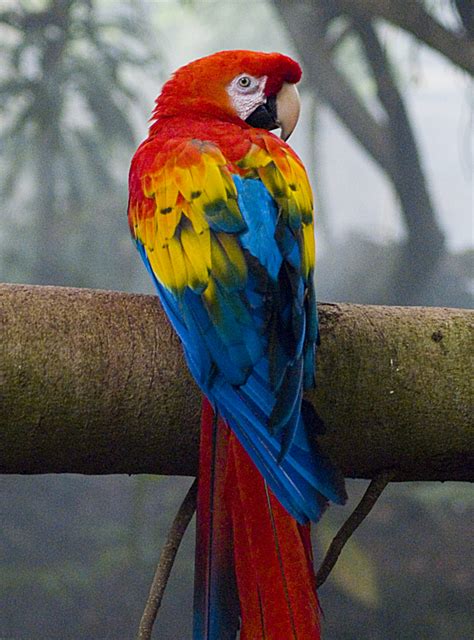 carara national park  tropical bird watching paradise tripatini
