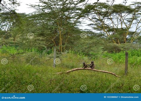 monkeys playing   jungle stock image image  green vehicle