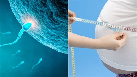 Mans Weight Affects Sperm Cells Bbc News